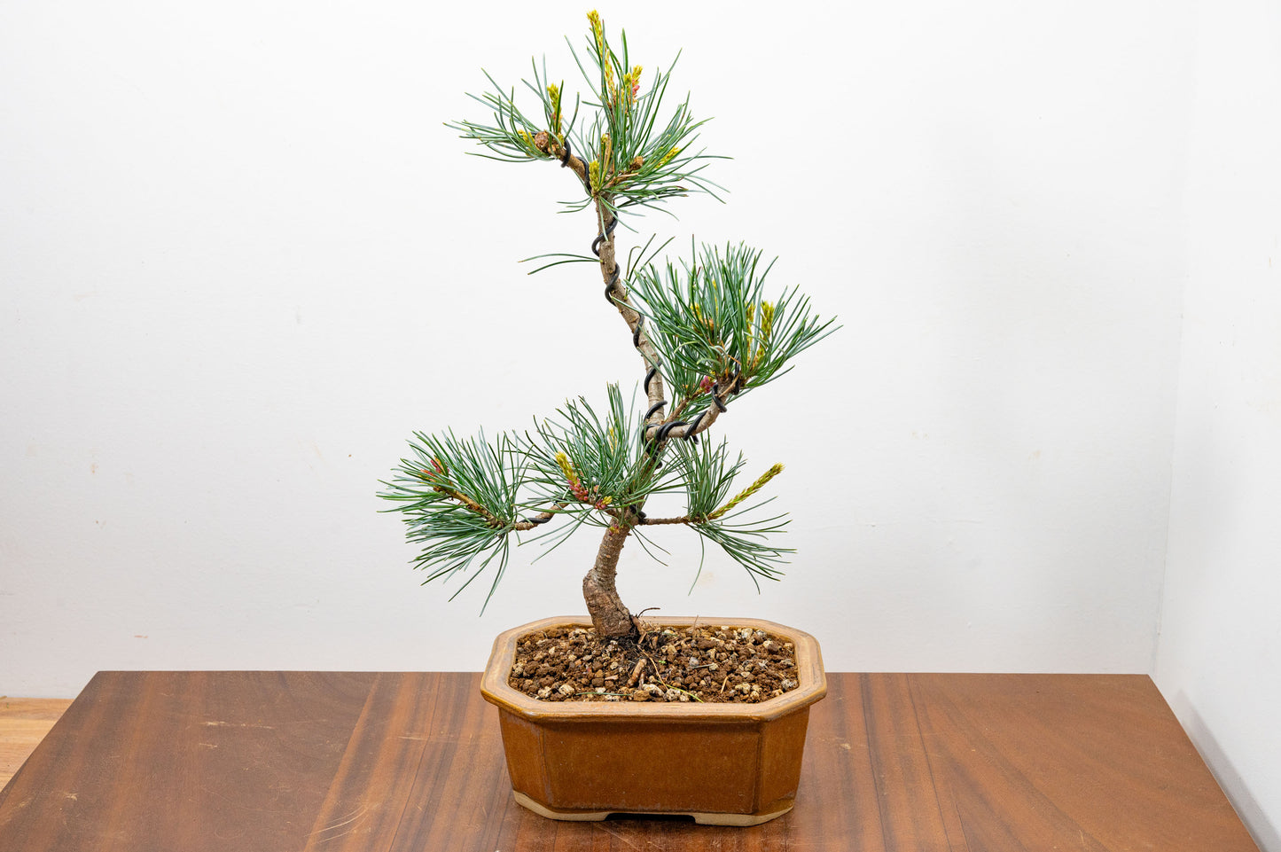 Japanese White Pine Bonsai
