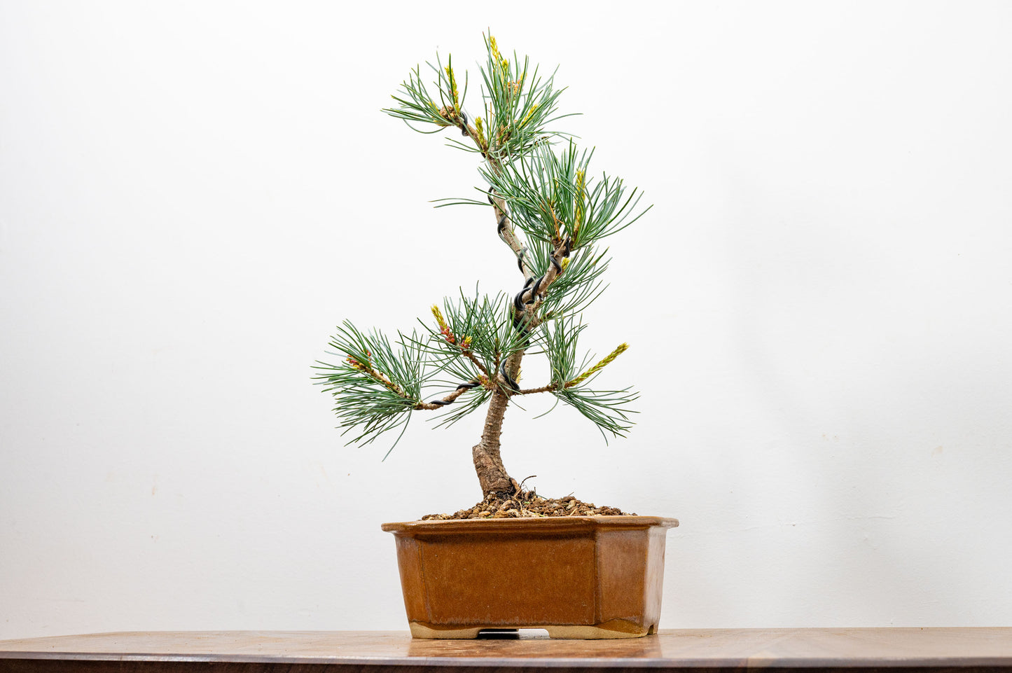 Japanese White Pine Bonsai