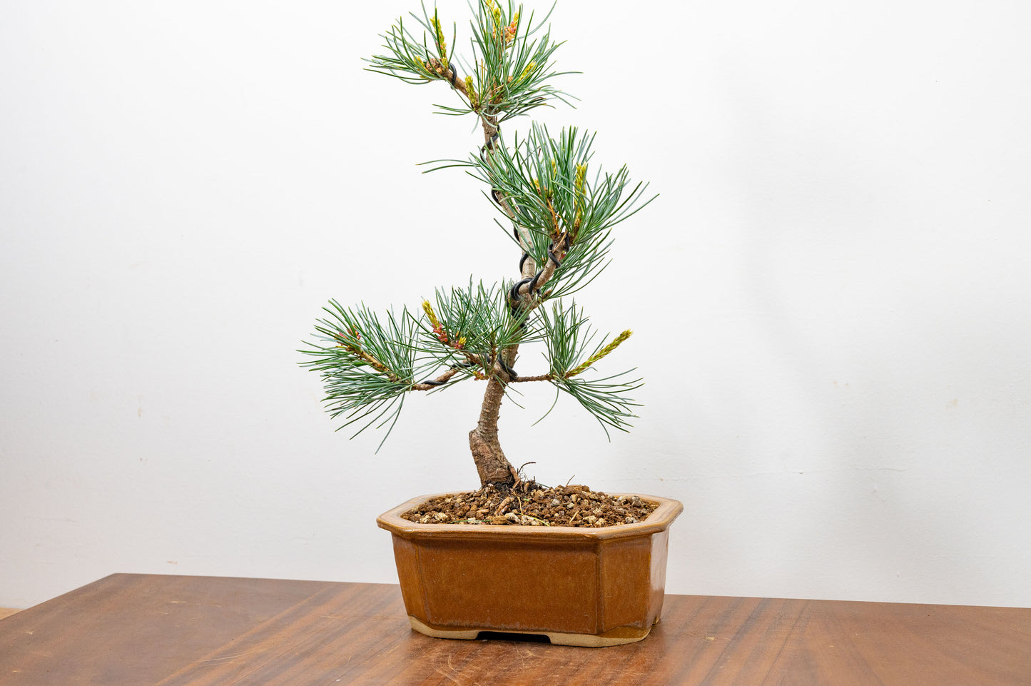 Japanese White Pine Bonsai
