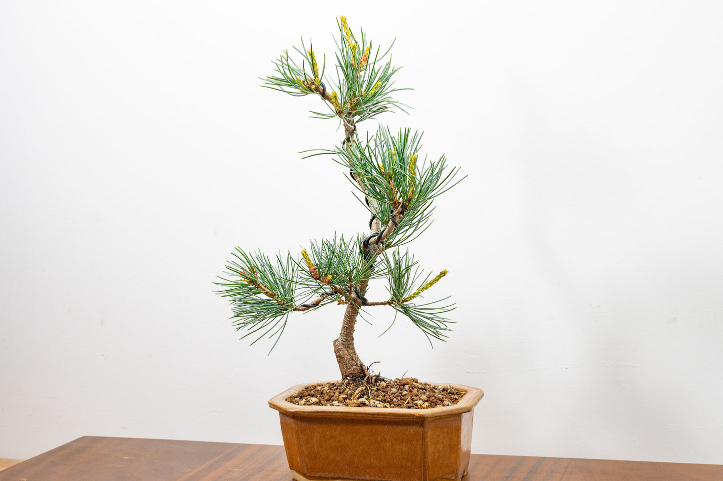 Japanese White Pine Bonsai