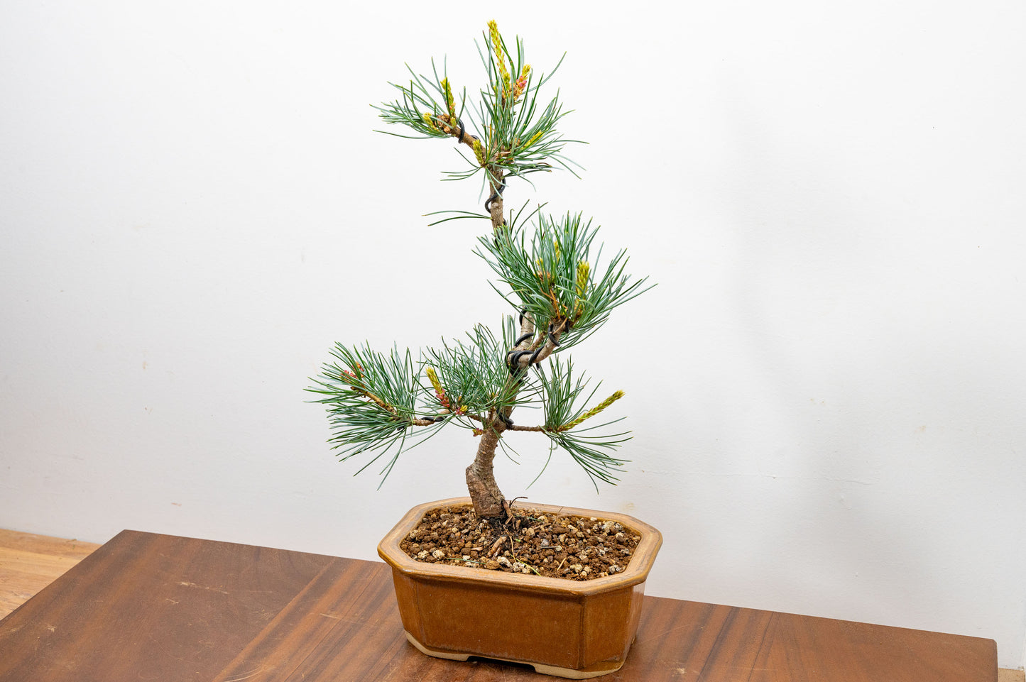 Japanese White Pine Bonsai