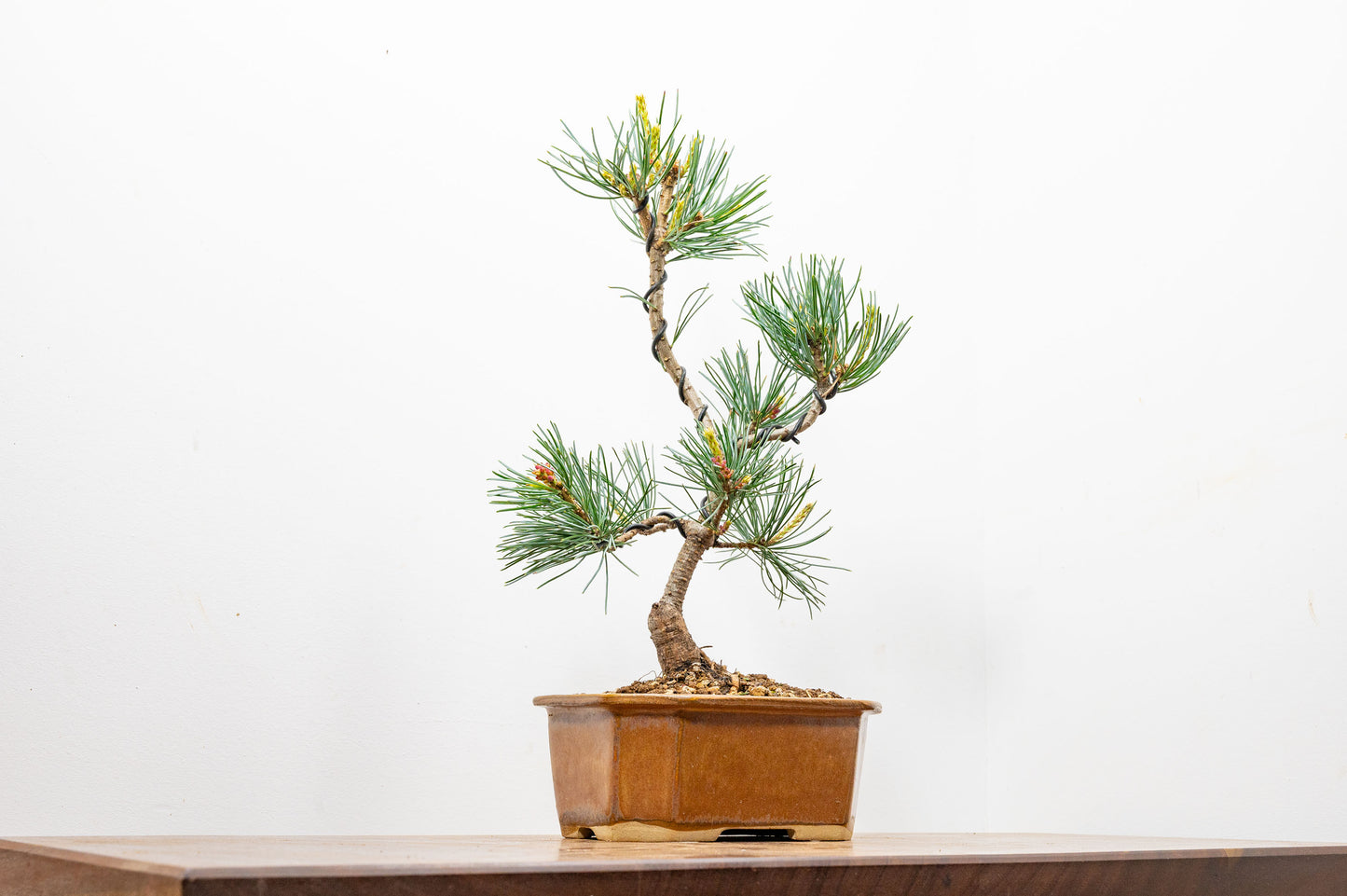 Japanese White Pine Bonsai