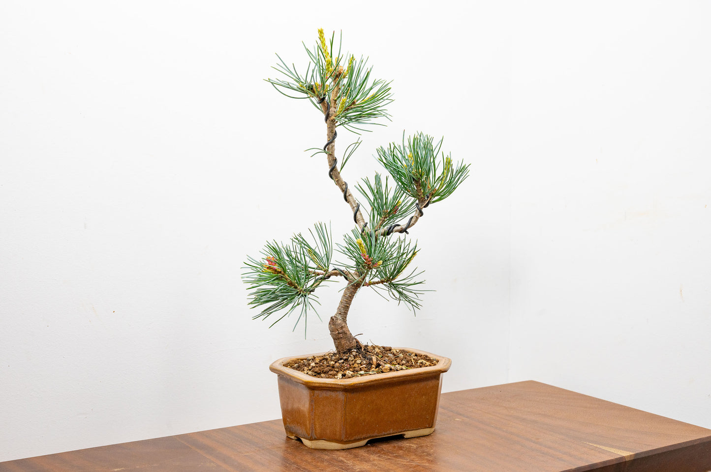Japanese White Pine Bonsai