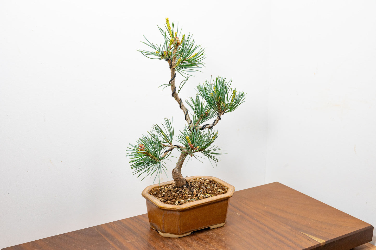 Japanese White Pine Bonsai