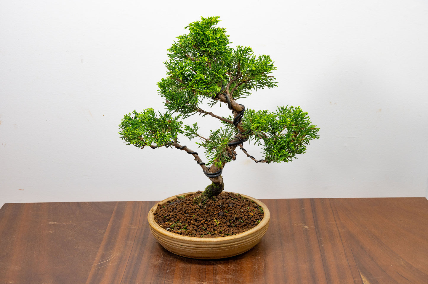 Juniper - Japanese Imported Bonsai