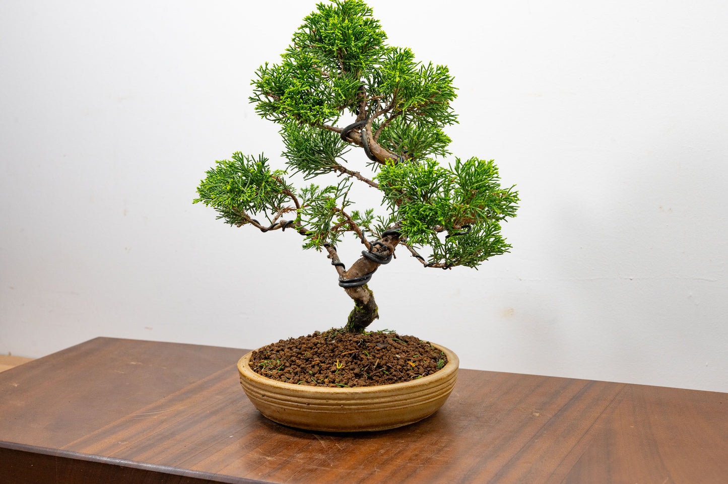 Juniper - Japanese Imported Bonsai
