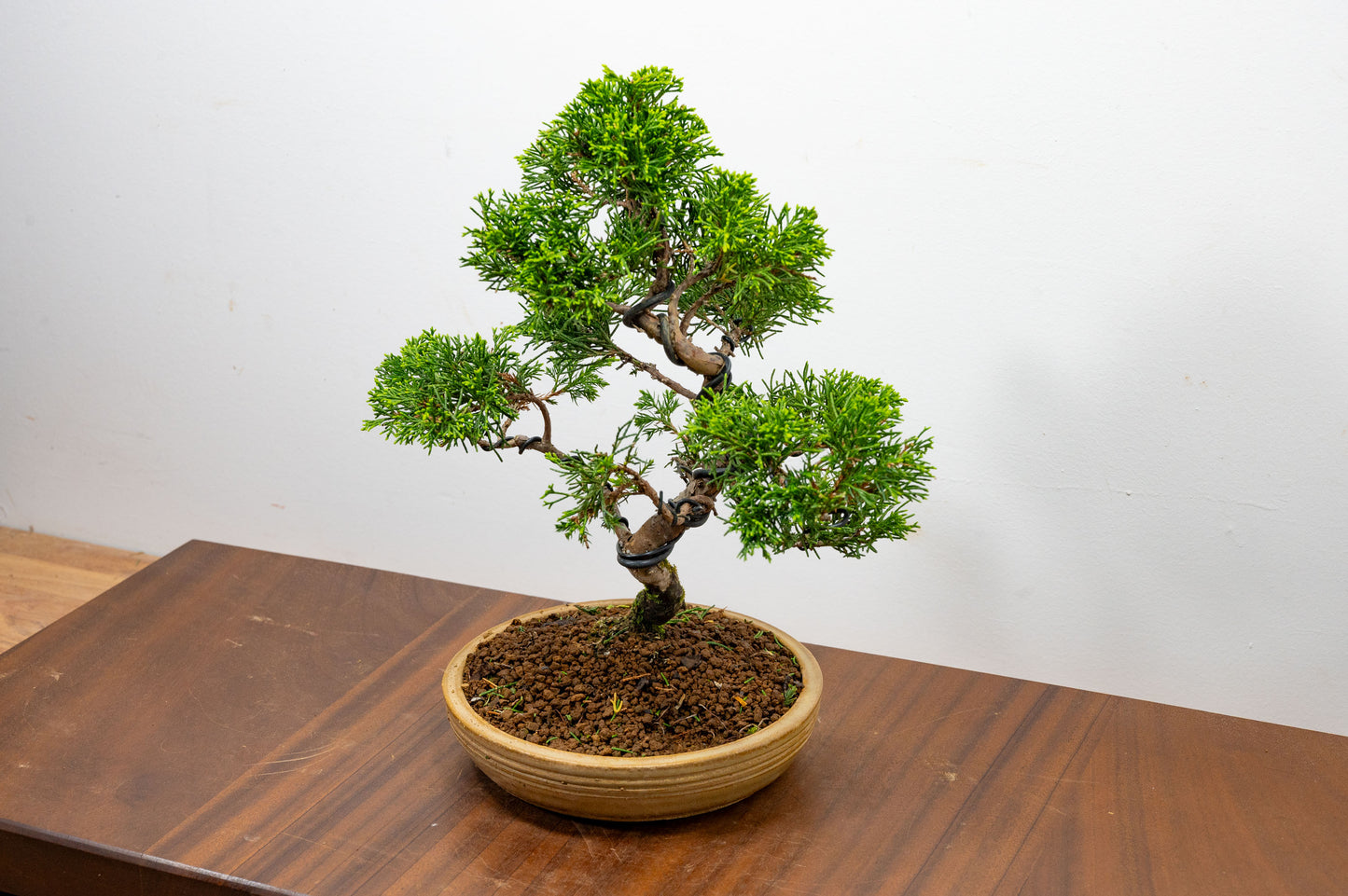 Juniper - Japanese Imported Bonsai