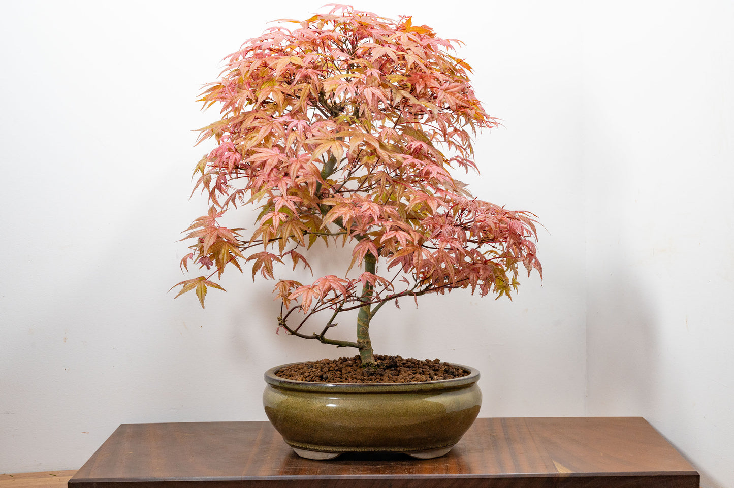 'Deshojo' Japanese Maple Bonsai