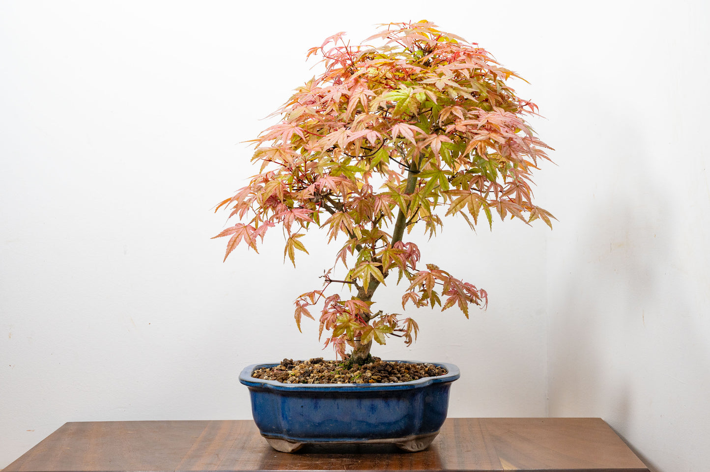 'Deshojo' Japanese Maple Bonsai