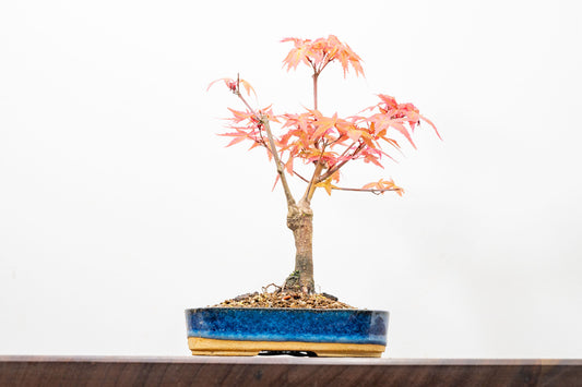 Deshojo Japanese Maple Bonsai+ Care Kit