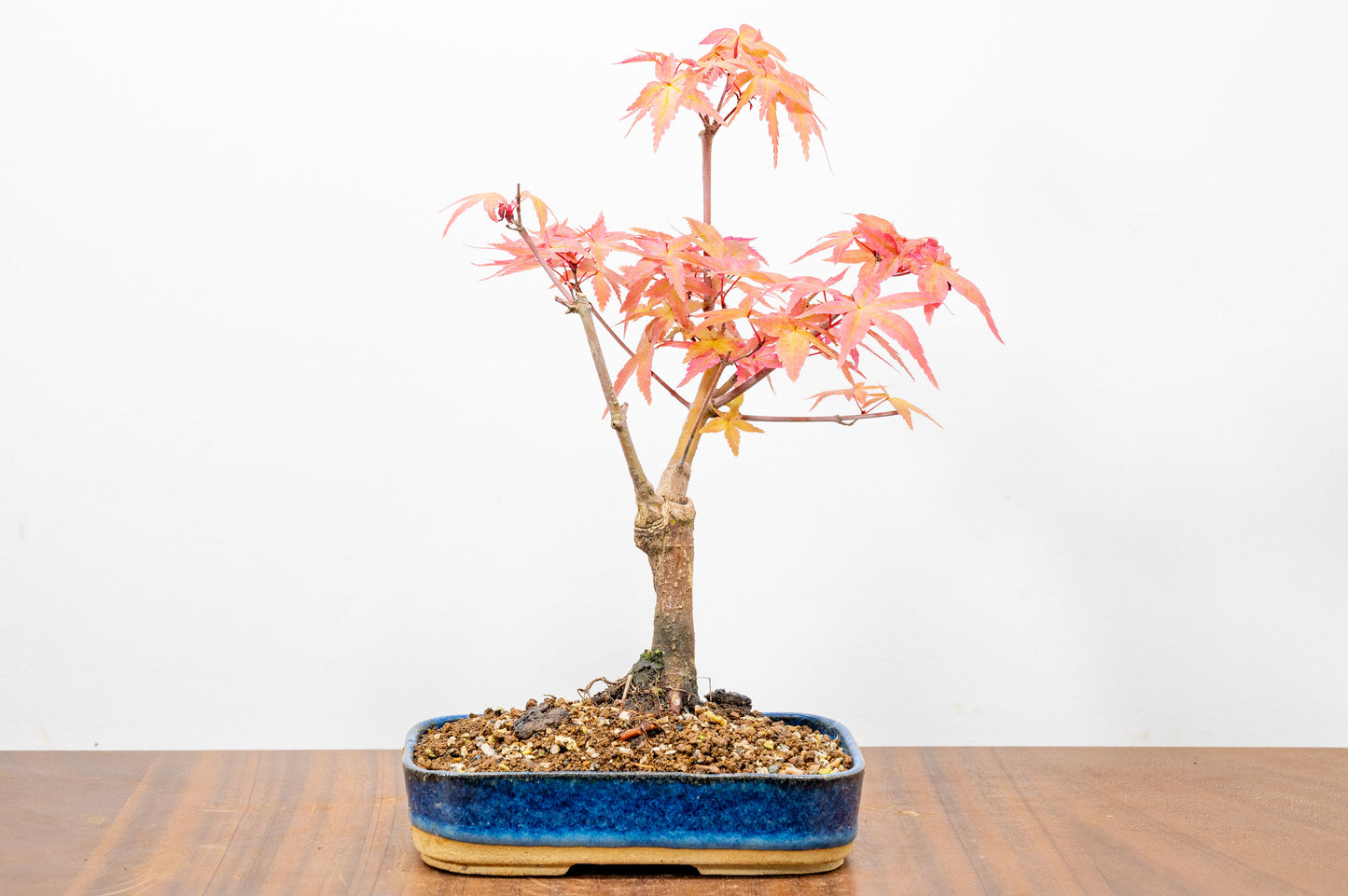 Deshojo Japanese Maple Bonsai