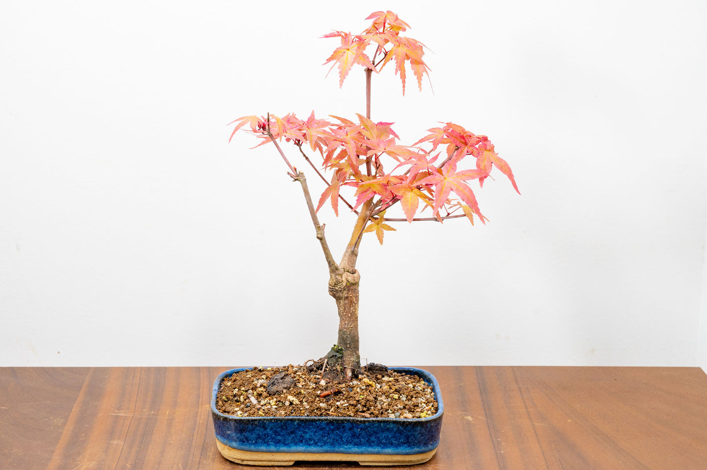 Deshojo Japanese Maple Bonsai