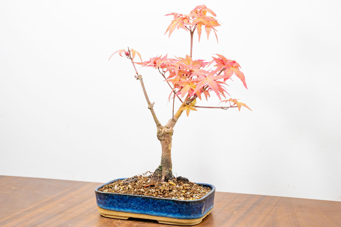 Deshojo Japanese Maple Bonsai