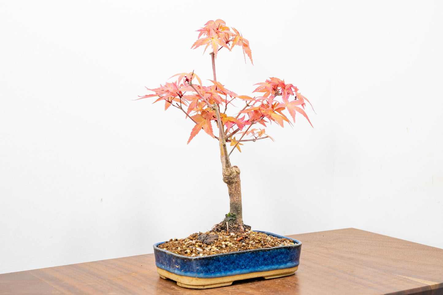 Deshojo Japanese Maple Bonsai