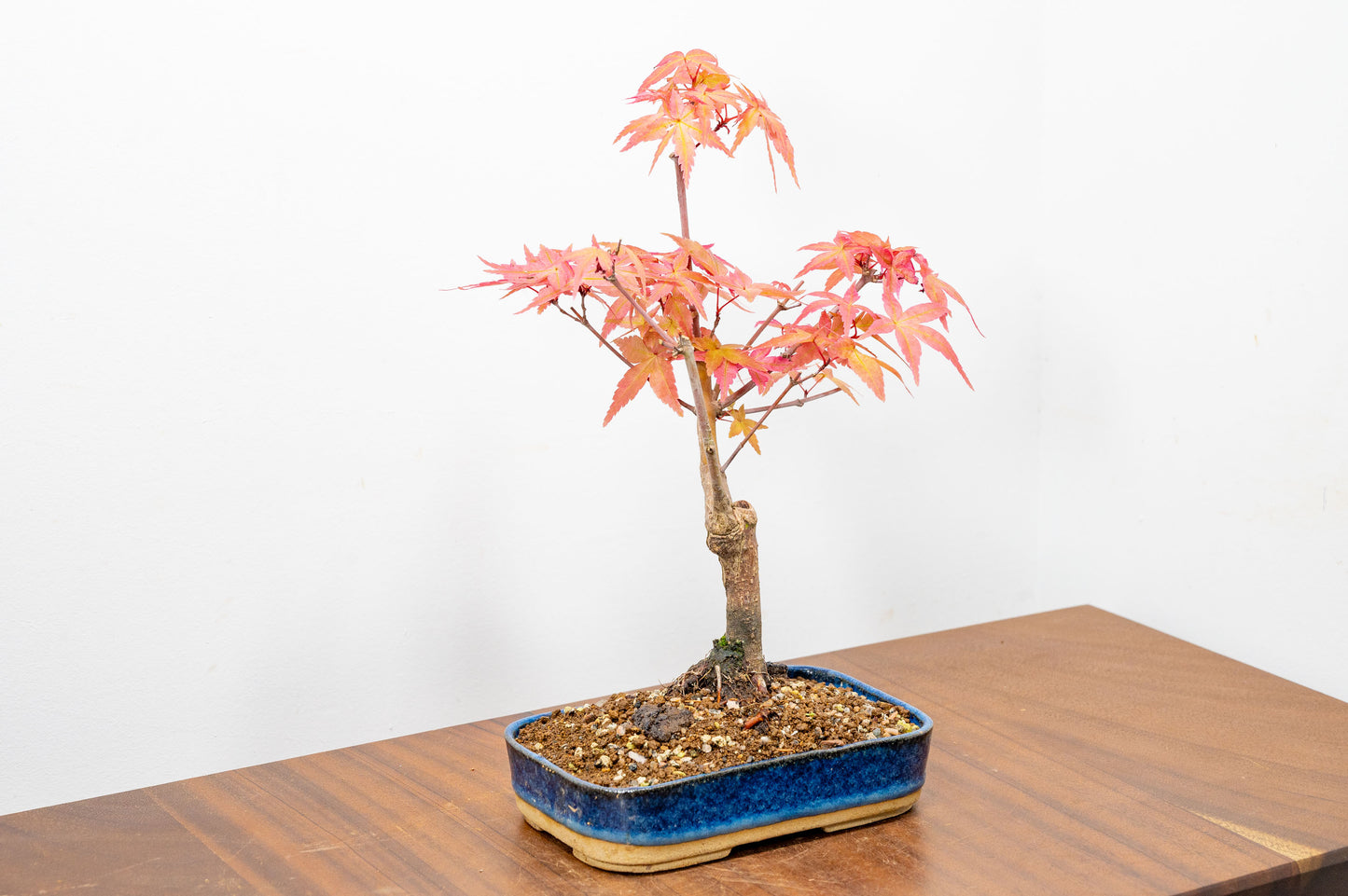 Deshojo Japanese Maple Bonsai