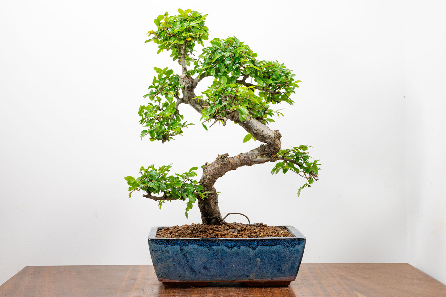 Chinese Elm Bonsai and Care Kit in 25cm Navy Ceramic Pot