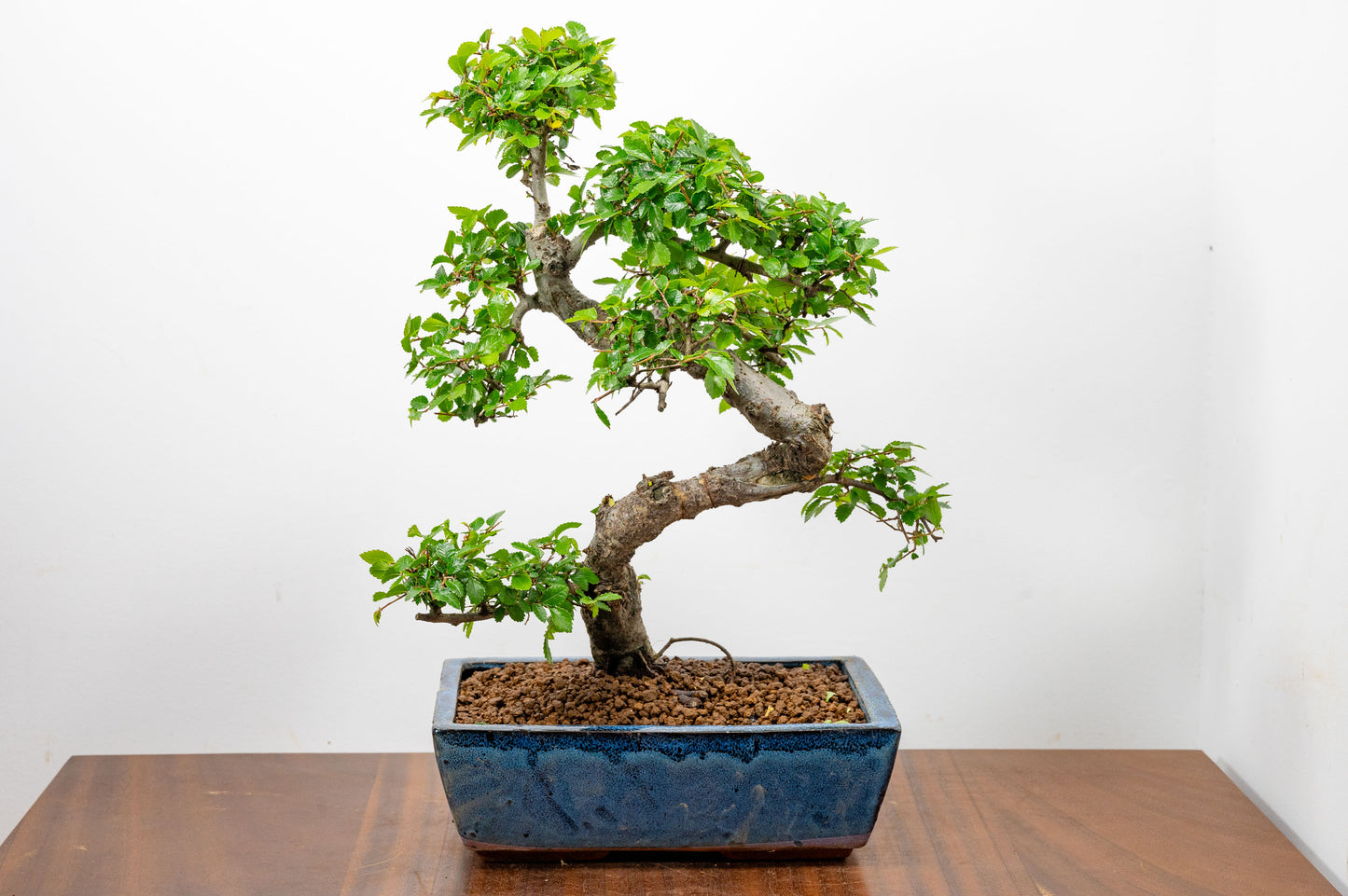 Chinese Elm Bonsai and Care Kit in 25cm Navy Ceramic Pot
