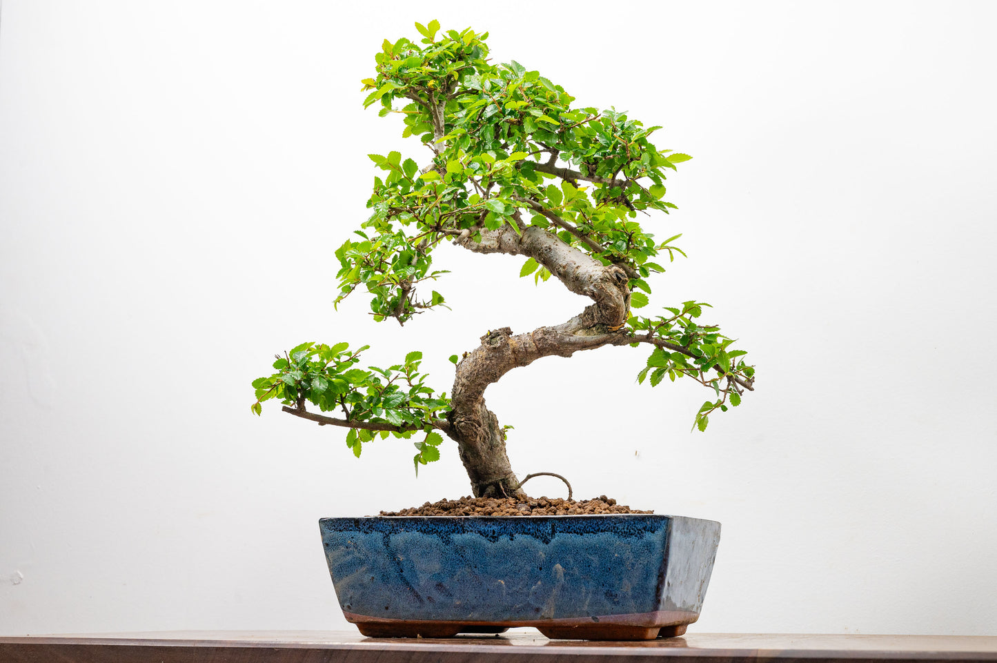 Chinese Elm Bonsai and Care Kit in 25cm Navy Ceramic Pot