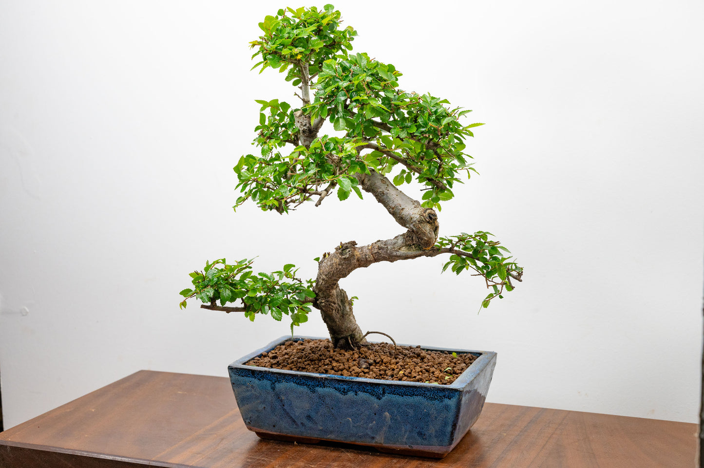 Chinese Elm Bonsai and Care Kit in 25cm Navy Ceramic Pot