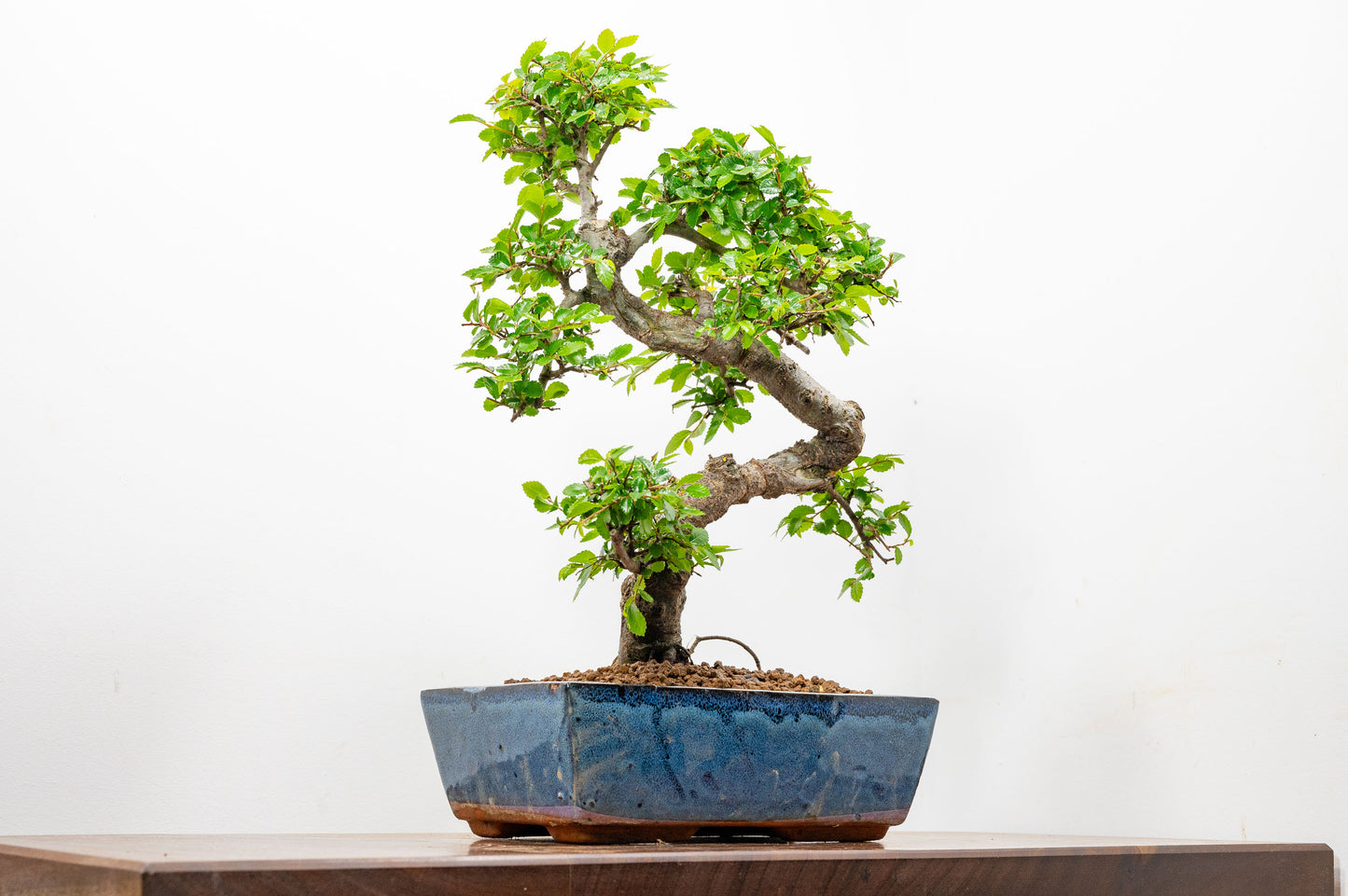 Chinese Elm Bonsai and Care Kit in 25cm Navy Ceramic Pot