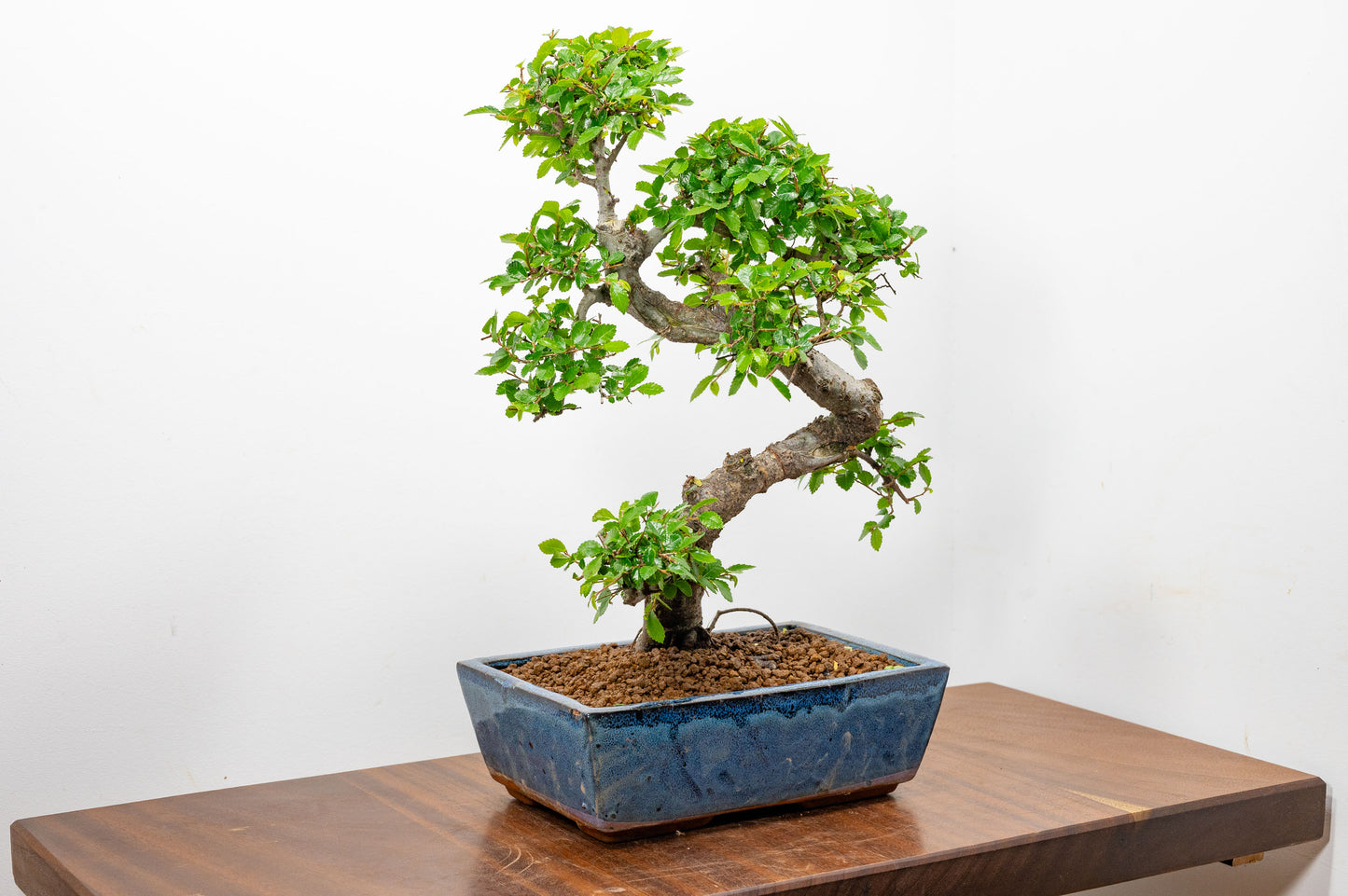 Chinese Elm Bonsai and Care Kit in 25cm Navy Ceramic Pot