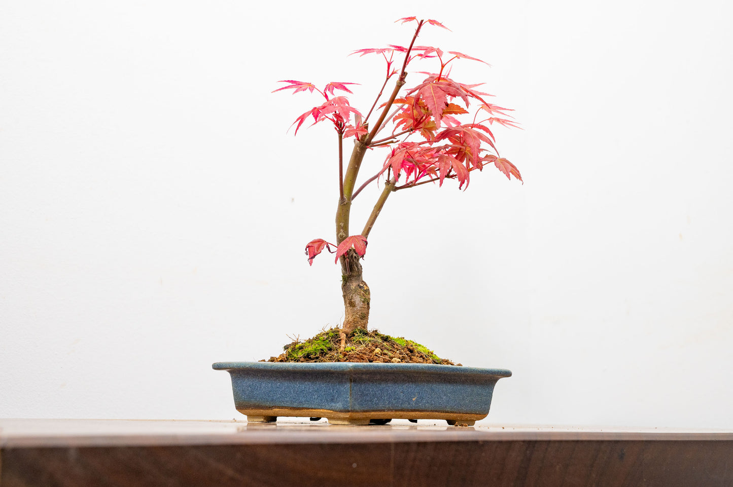 Deshojo Japanese Maple Bonsai