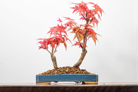 Deshojo Japanese Maple Bonsai+ Care Kit
