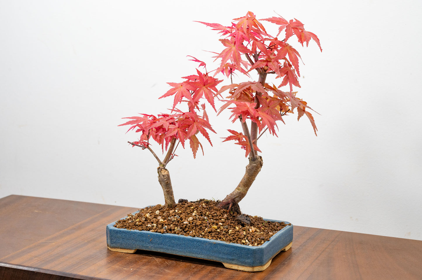 Deshojo Japanese Maple Bonsai