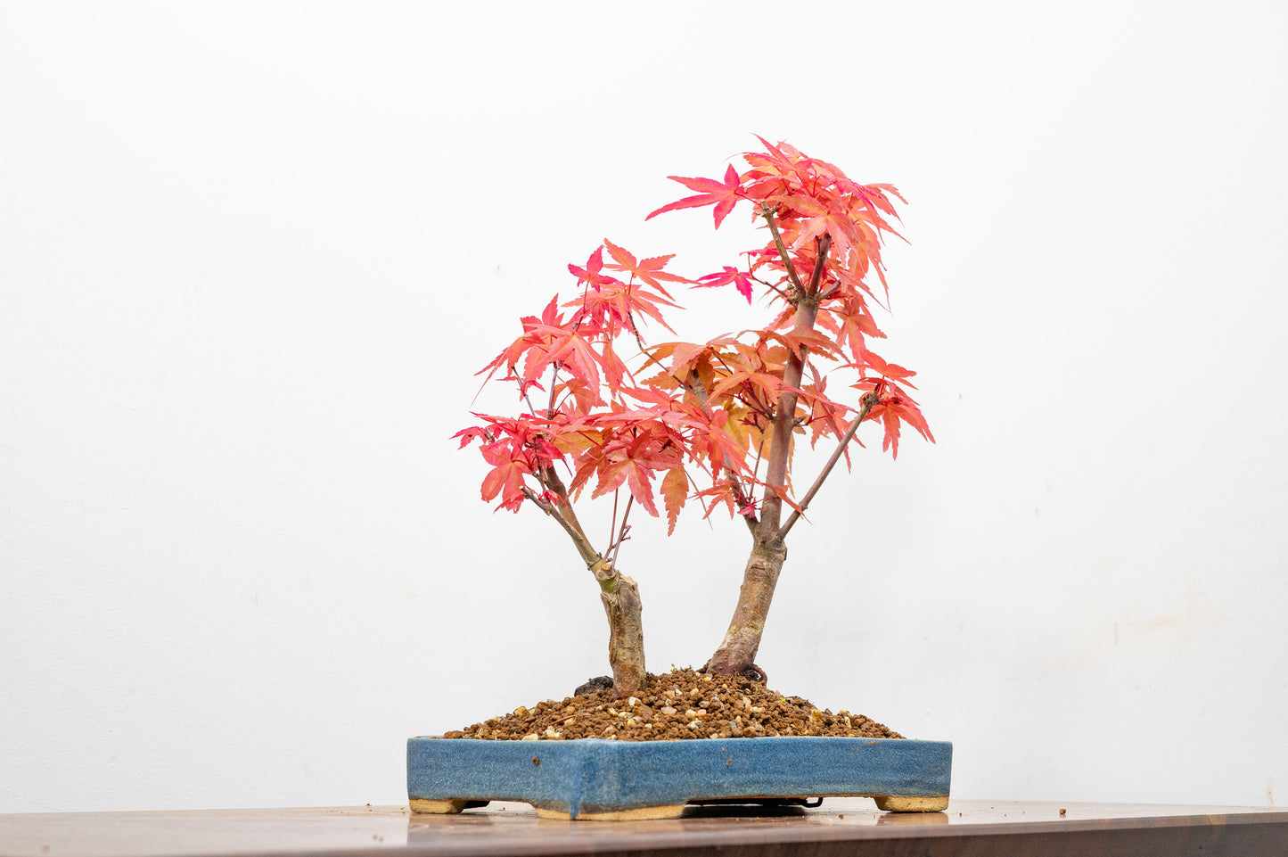 Deshojo Japanese Maple Bonsai