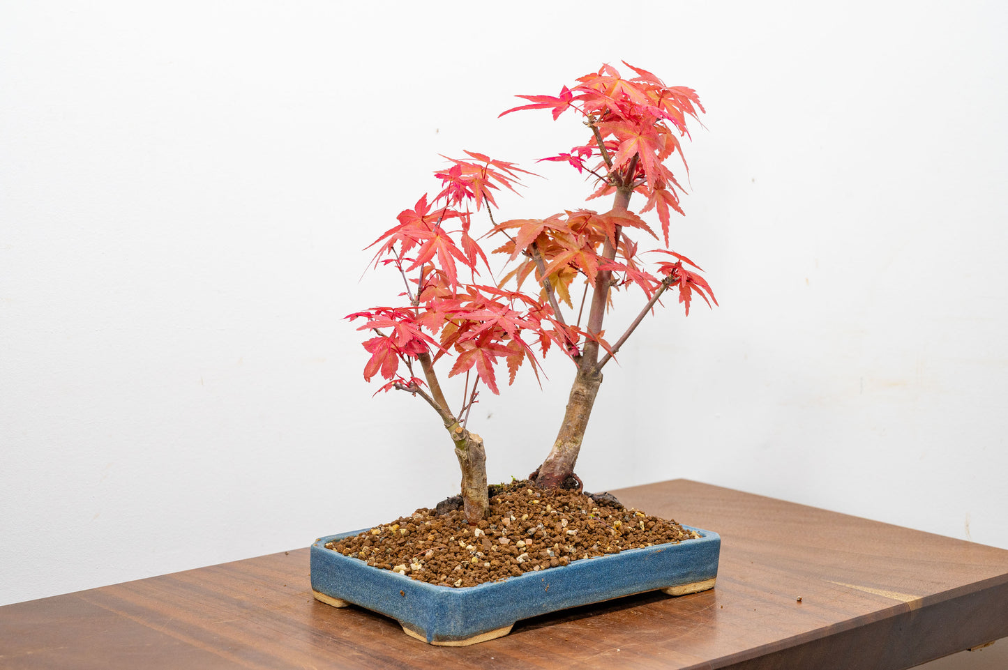 Deshojo Japanese Maple Bonsai