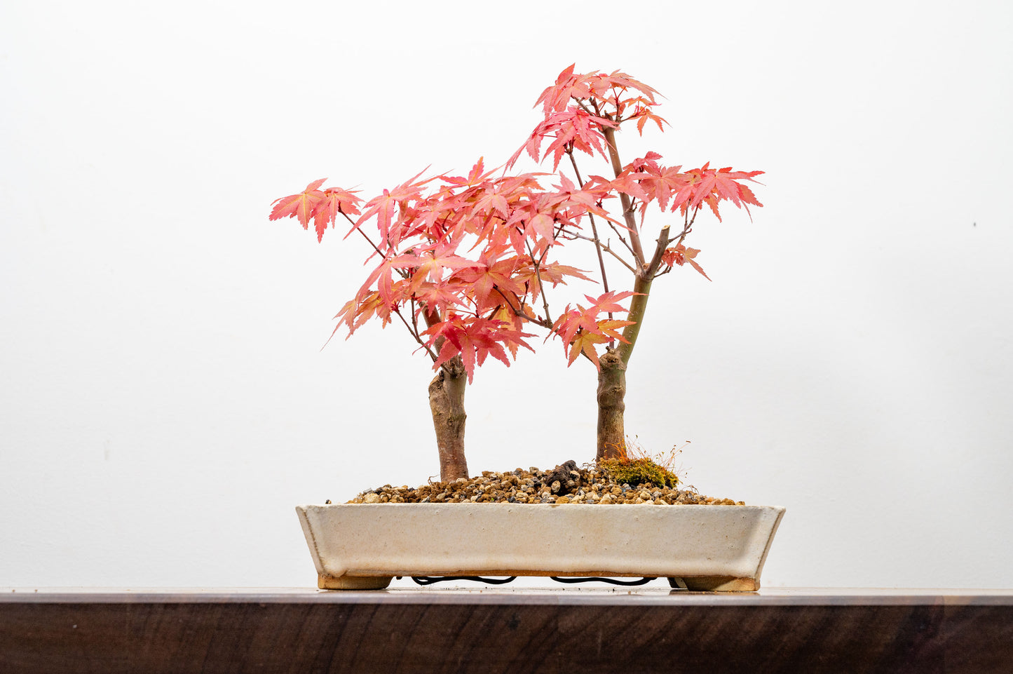 Deshojo Japanese Maple Bonsai+ Care Kit