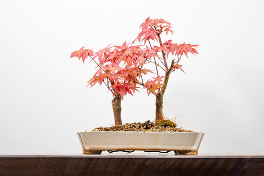 Deshojo Japanese Maple Bonsai+ Care Kit