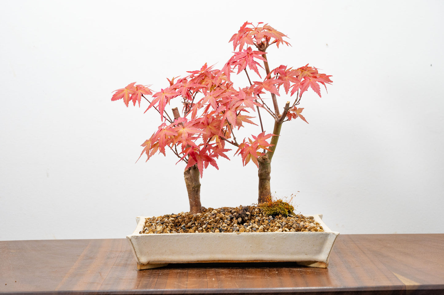 Deshojo Japanese Maple Bonsai+ Care Kit