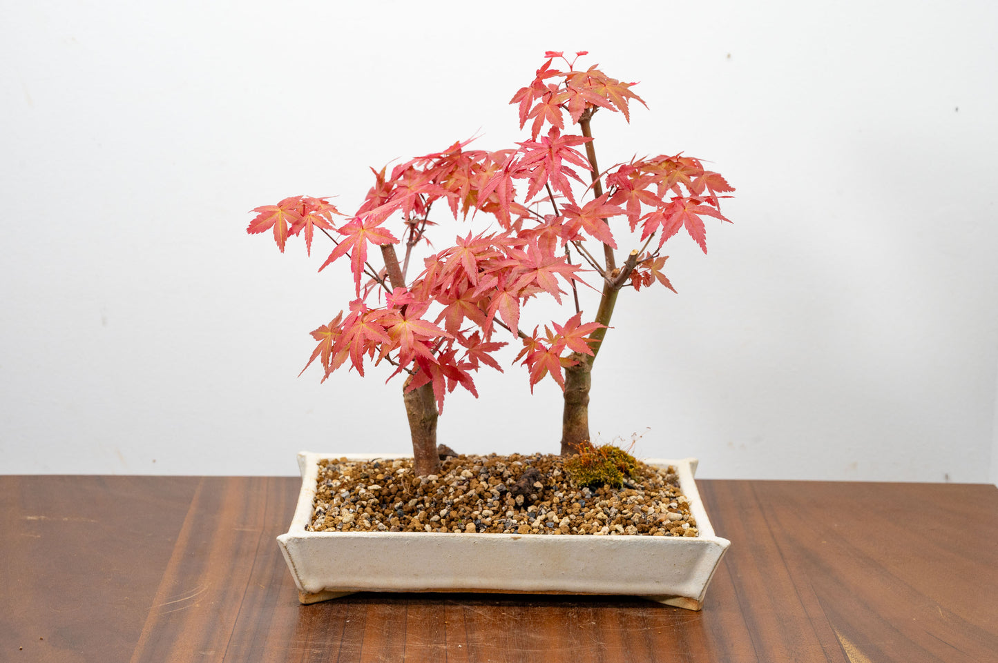 Deshojo Japanese Maple Bonsai+ Care Kit