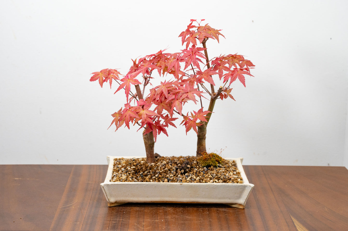 Deshojo Japanese Maple Bonsai+ Care Kit