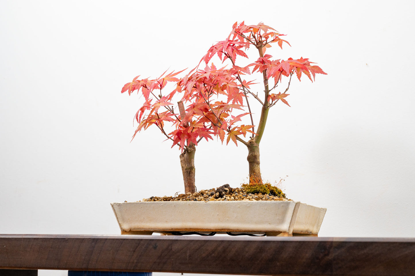 Deshojo Japanese Maple Bonsai+ Care Kit