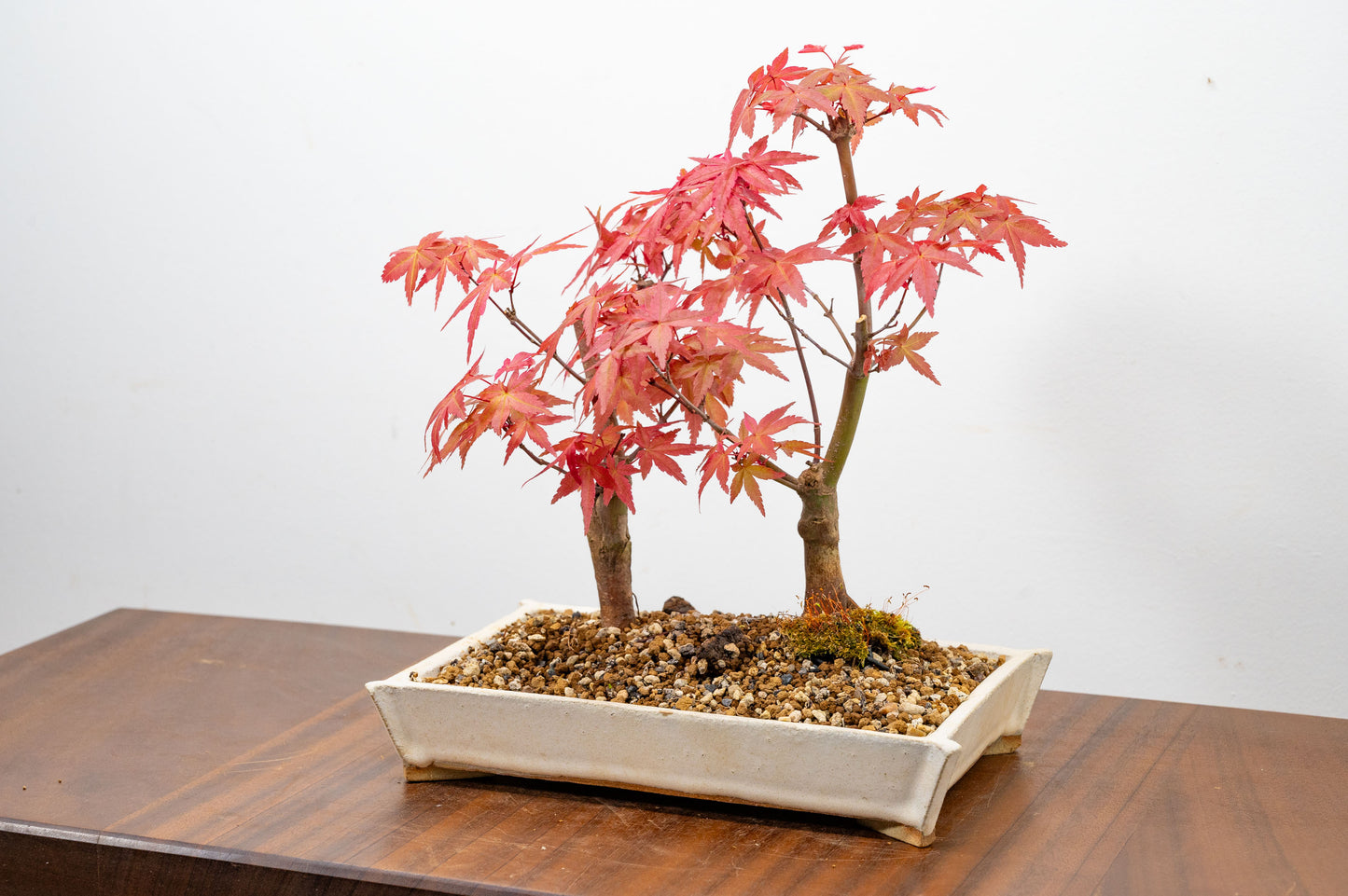 Deshojo Japanese Maple Bonsai+ Care Kit