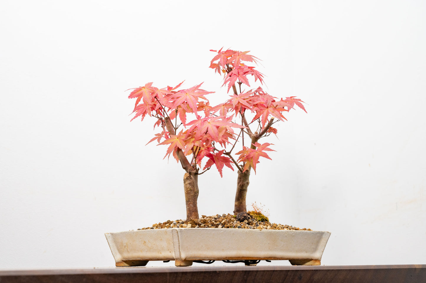 Deshojo Japanese Maple Bonsai+ Care Kit
