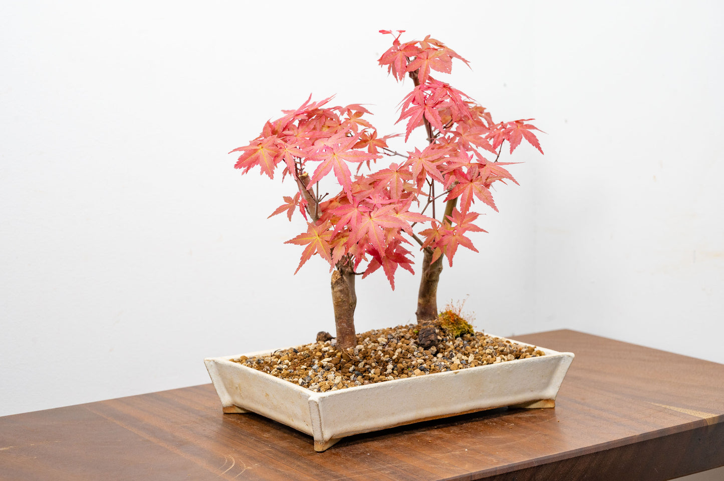 Deshojo Japanese Maple Bonsai+ Care Kit