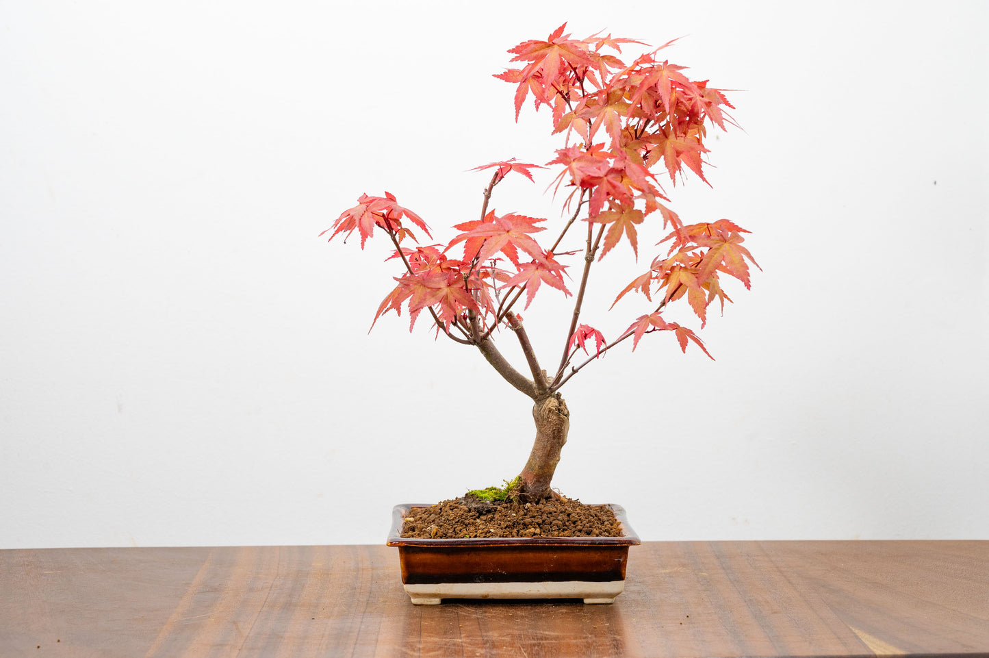 Deshojo Japanese Maple Bonsai