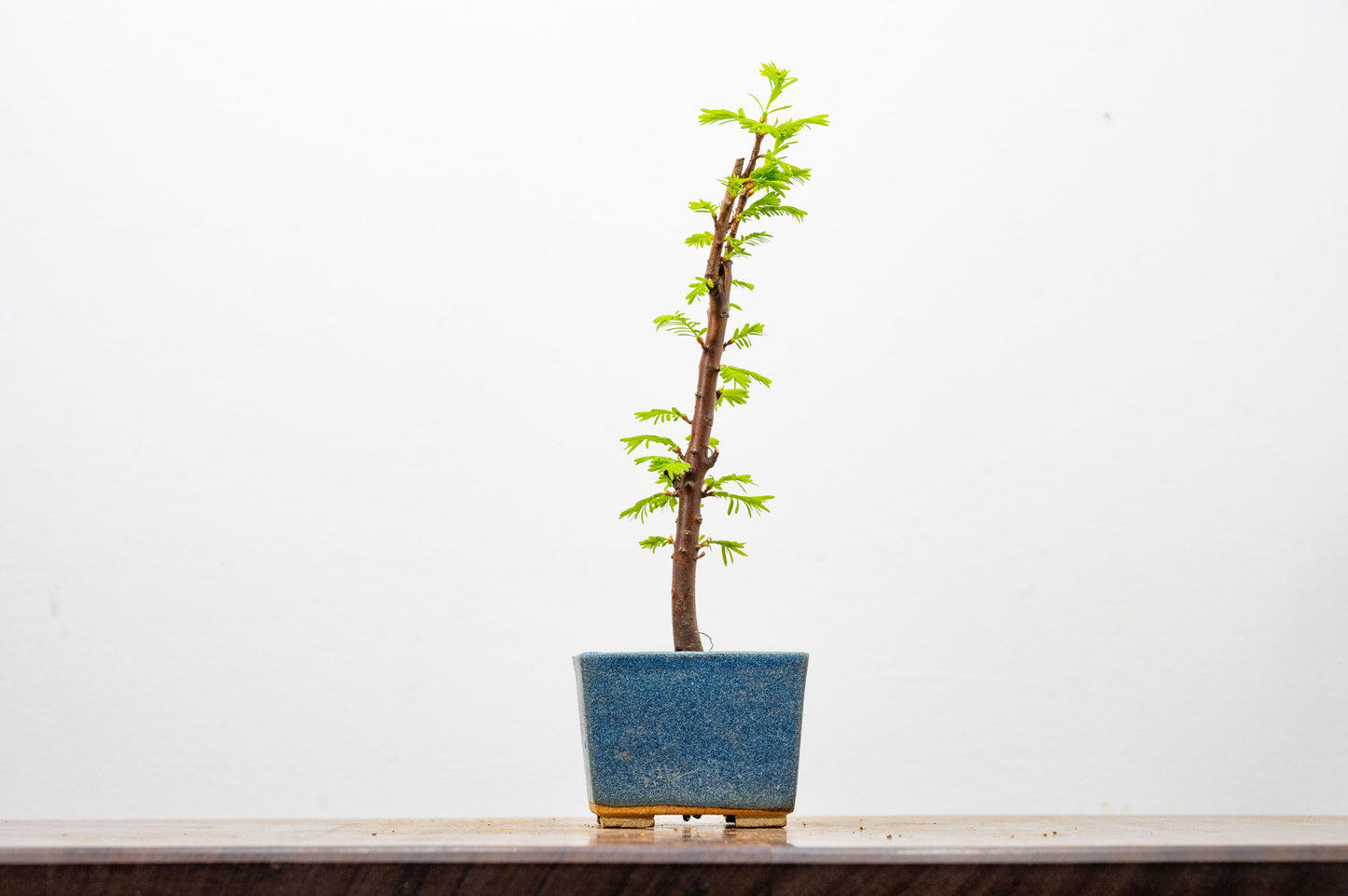 Dawn Redwood Bonsai Starter Tree