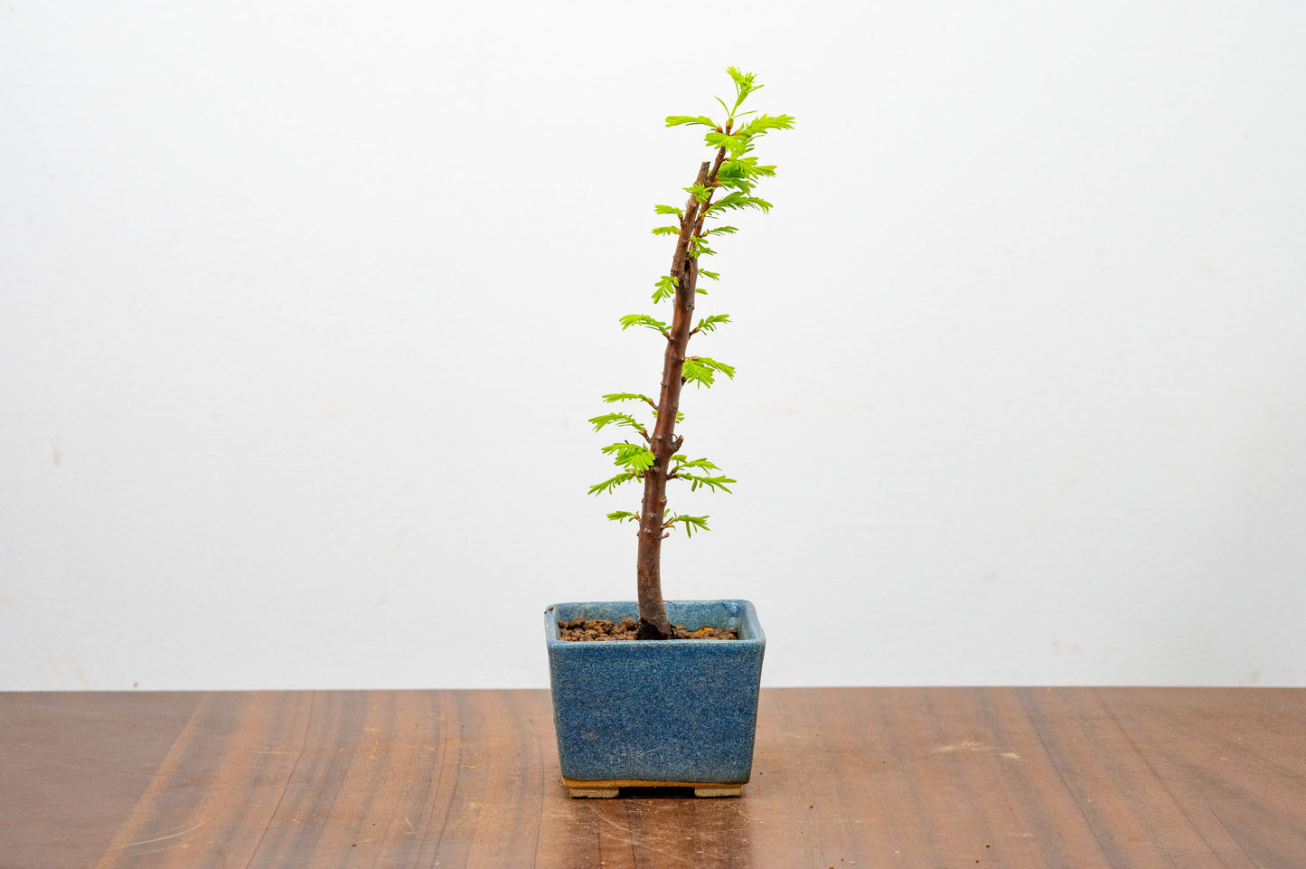 Dawn Redwood Bonsai Starter Tree