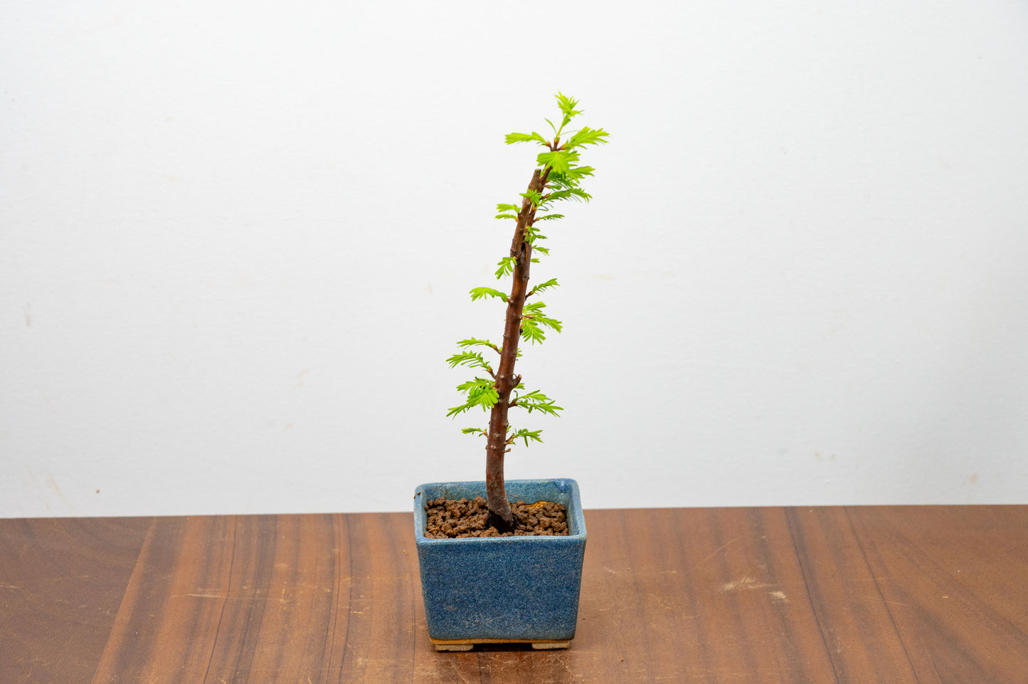 Dawn Redwood Bonsai Starter Tree