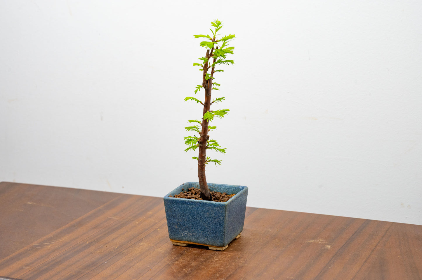 Dawn Redwood Bonsai Starter Tree