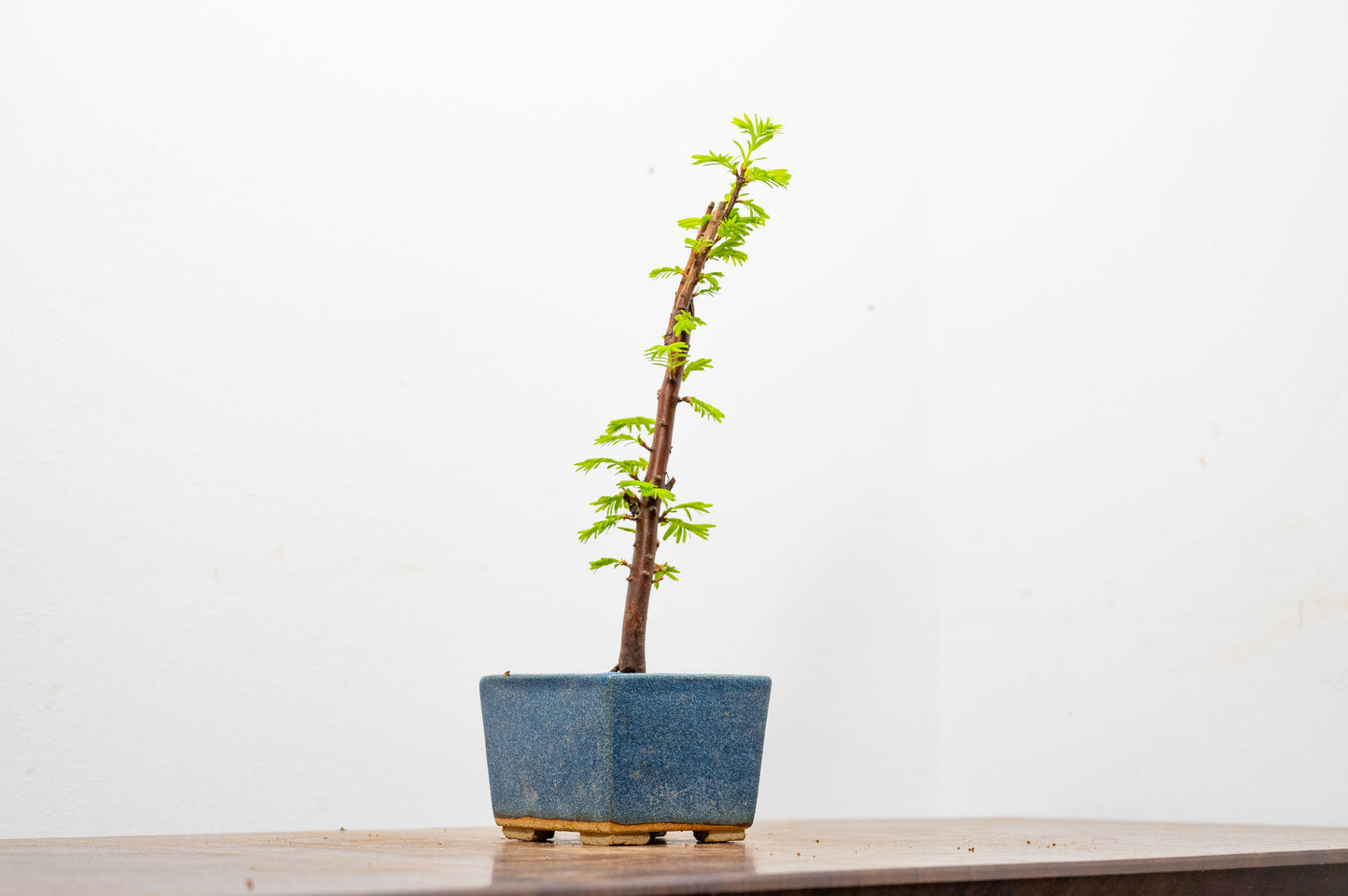Dawn Redwood Bonsai Starter Tree