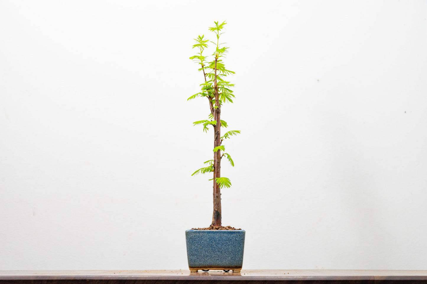 Dawn Redwood Bonsai Starter Tree