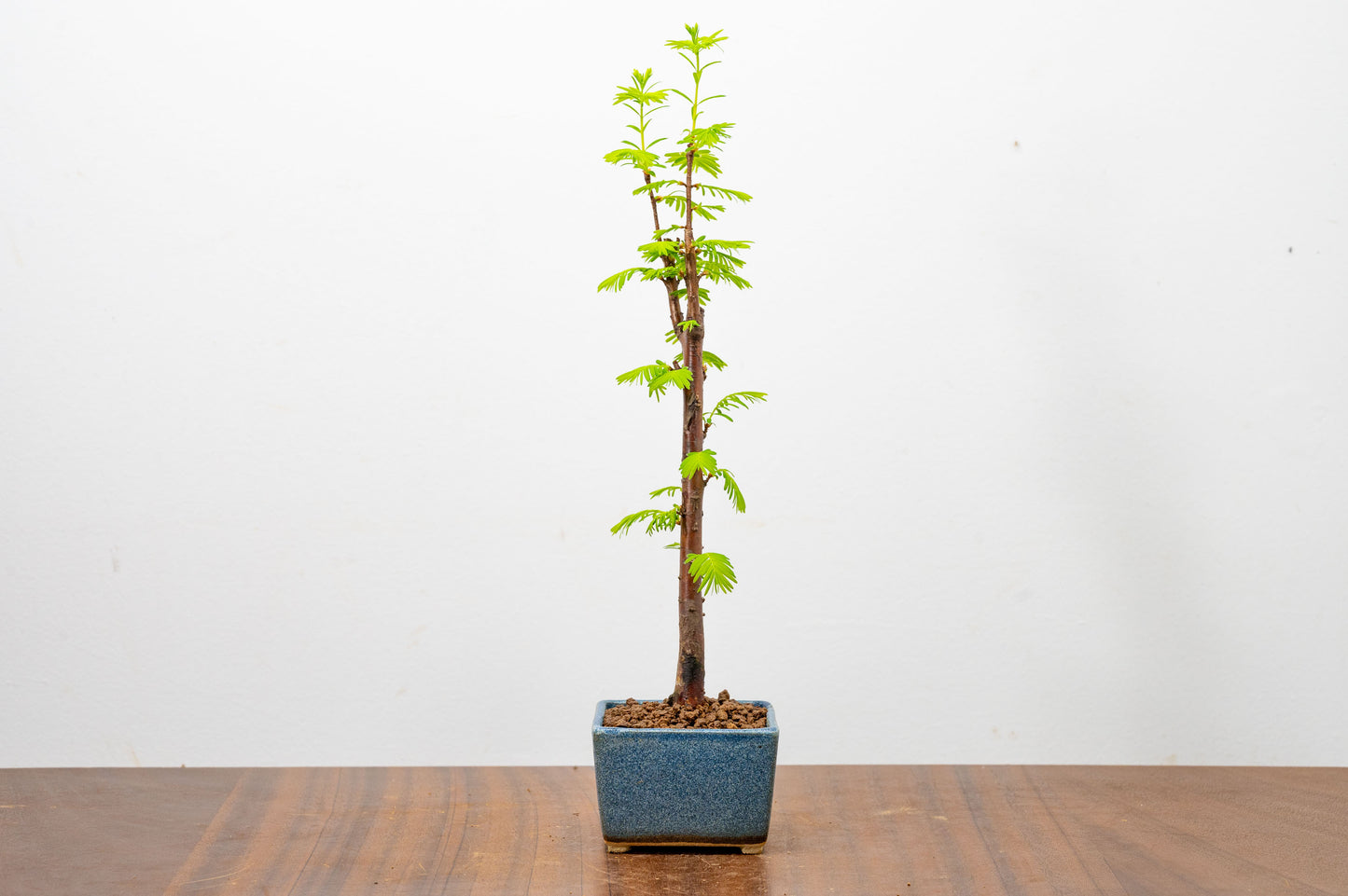 Dawn Redwood Bonsai Starter Tree