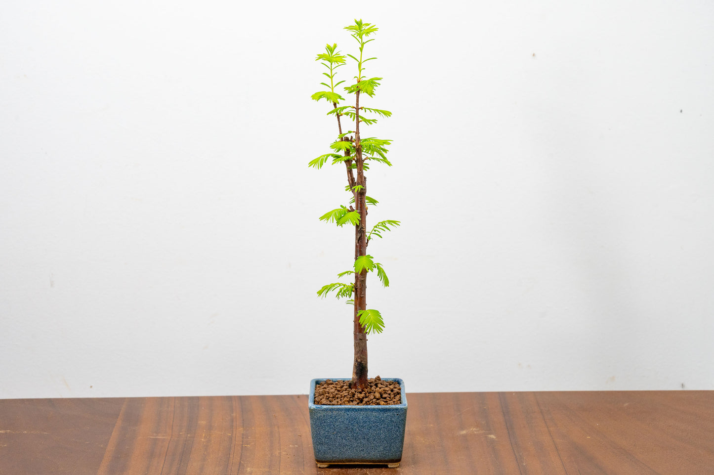 Dawn Redwood Bonsai Starter Tree