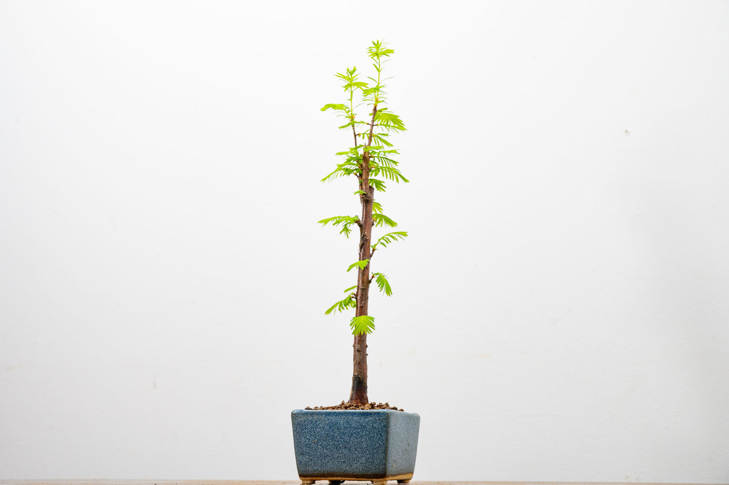 Dawn Redwood Bonsai Starter Tree
