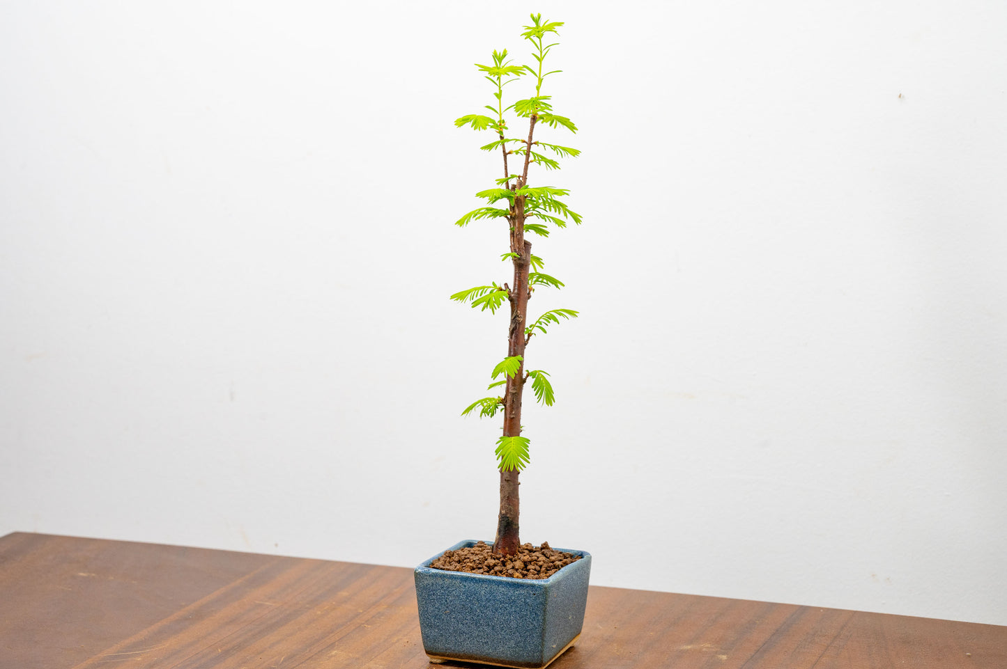 Dawn Redwood Bonsai Starter Tree